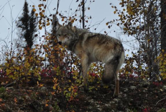 Um inesquecível encontro com um lobo, na Dalton Highway, a caminho do Círculo Polar, no norte do Alaska